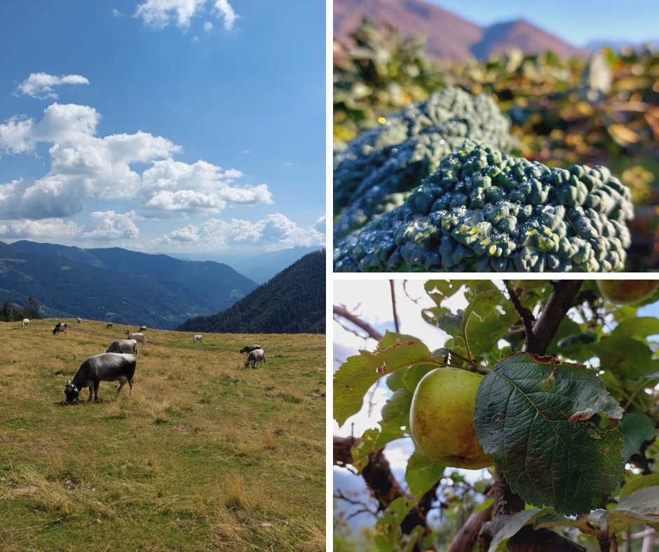 Qualitaly ha aperto la sua sede in Trentino.